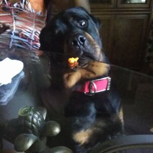 Meet your Posher, Eldridge